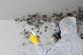 Why You Should Choose Our Mold Remediation Services in Oxford, NC